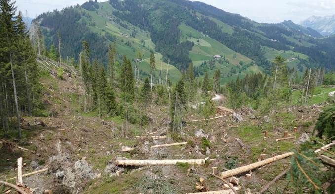 Anlegen von Moderholz für die Waldverjüngung: In höheren Lagen ist die Verjüngung der Bäume auf vermoderndes Holz angewiesen. Dazu wird ein Teil der Stämme zurückgelassen. (Foto zvg)