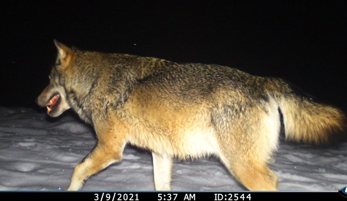 Im September 2022 tappte ein Wolf in Nottwil in die Fotofalle. (Foto ZVG)