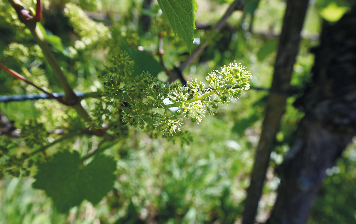 Weinblüten