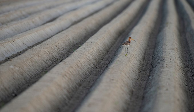 Das Bild einer Uferschnepfe in der Agrarlandschaft ist der Gesamtsieger des Fotowettbewerbs 2018 der Schweizerischen Vogelwarte. Foto Karsten Mosebach