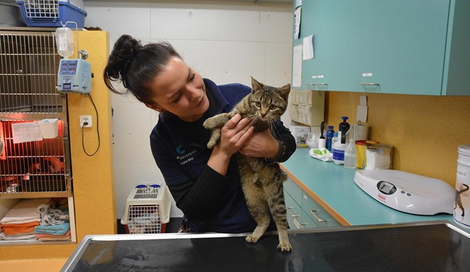Die tiermedizinische Praxisassistentin Carolin Bisig untersucht die junge Findelkatze Maggie. (Foto: kul) 