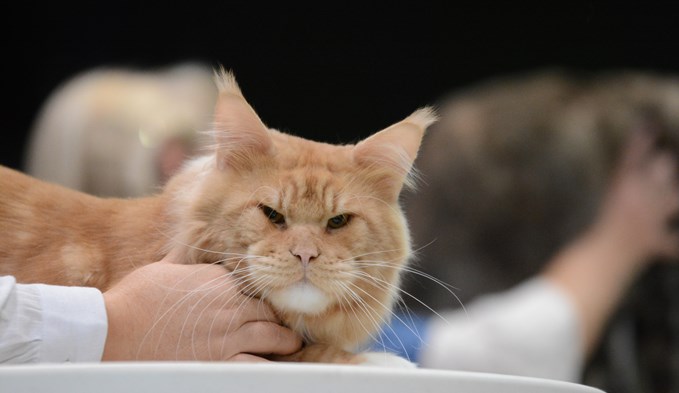 120 Aussteller zeigten ihre Büsis an der internationalen Katzenausstellung in der Surseer Stadthalle.