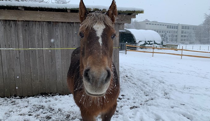 Das winterfeste Pferd lebt in Münigen, Gemeinde Oberkirch. Foto sti