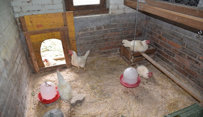 In ihrem neuen Zuhause können sich die Hühner nun erholen.  (Foto Livia Kurmann)