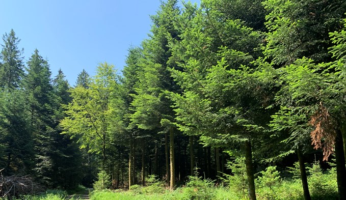 Waldabschnitt im Gebiet Fuchshubel.  (Foto sti)
