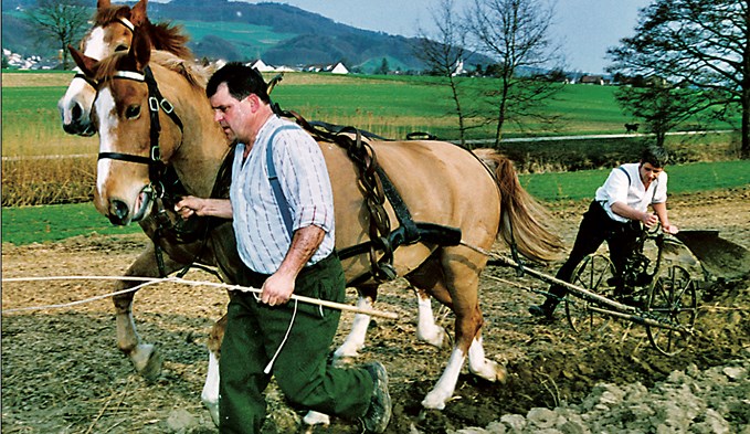In Winikon zogen vor 14 Jahren noch Pferde einen Pflug. Die traditionelle Landwirtschaft lebte wieder auf.  (Foto Screenshot Surseerwoche vom 18. August 2005)