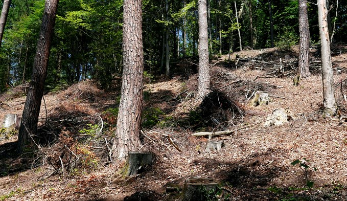 Bireggwald Luzern, 2019,  (Foto Bundesamt für Umwelt. )