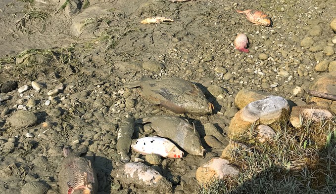 Fische verendeten in Egolzwil. (Foto Luzerner Polizei)