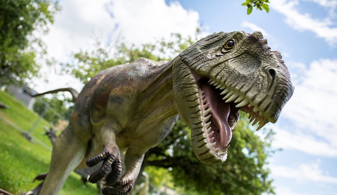 Wohl einer der bekanntesten Urzeitechsen: Der Tyrannosaurus Rex. (Foto Fabian Zumbühl)