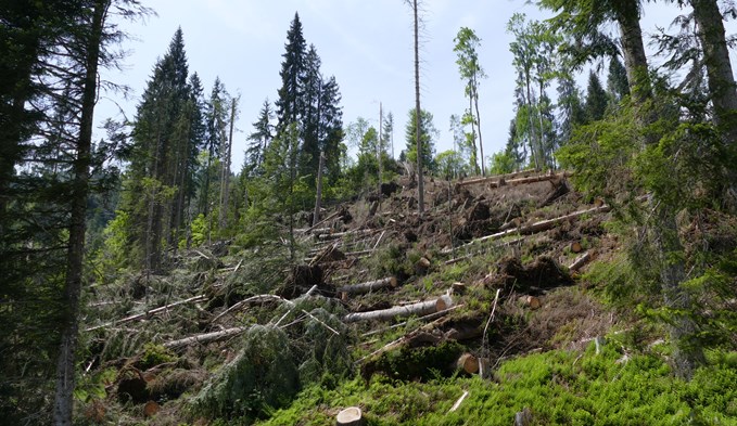 Schadenfläche im Schutzwald Gebiet Hürnli, Gemeinde Escholzmatt-Marbach. (Foto zvg)