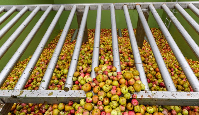Die gesamthaft zu verarbeitende Menge an Mostobst in den Schweizer Mostereien wird auf 71'493 Tonnen Mostäpfel und 7'683 Tonnen Mostbirnen geschätzt. (Foto zVg)