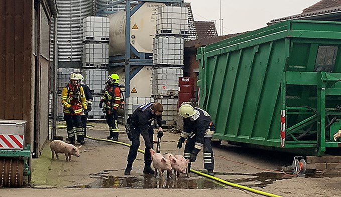 Die Feuerwehr und die Polizei half, die Schweine in Sicherheit zu bringen. (Foto zvg)
