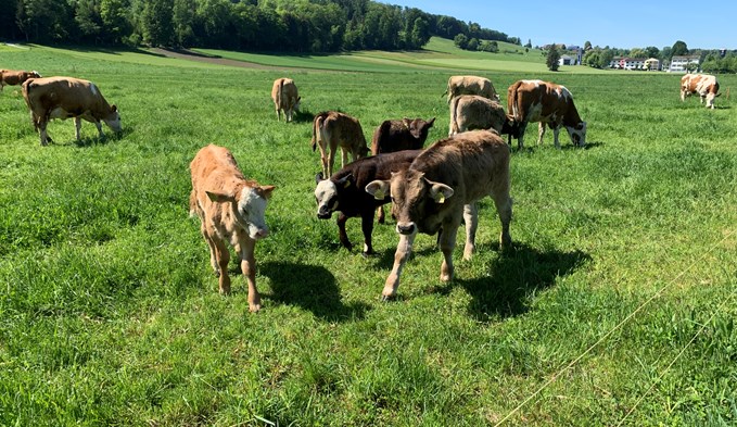 Kühe und Kälbi sonnen sich im Bad Knutwil. (Archiv/Thomas Stillhart)