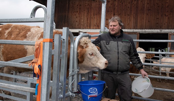 Roger Fleischlin füttert sein Rind.  (Foto Thomas Stillhart)