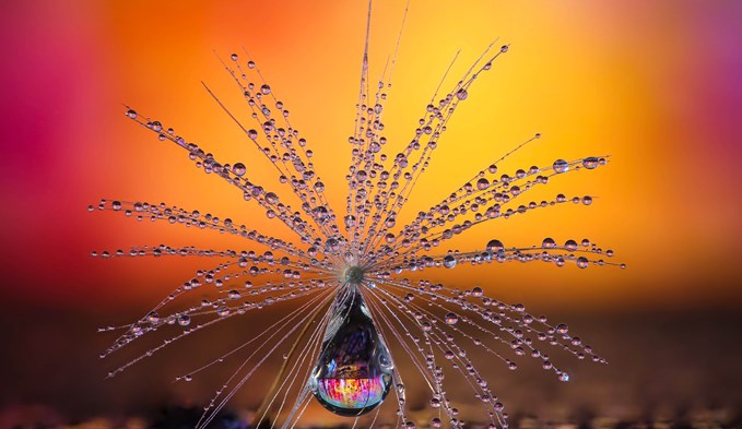 Die «Pusteblumen-Schirmchen» von Petra Jung ist das schönste Naturfoto der Welt.  (Foto Petra Jung)