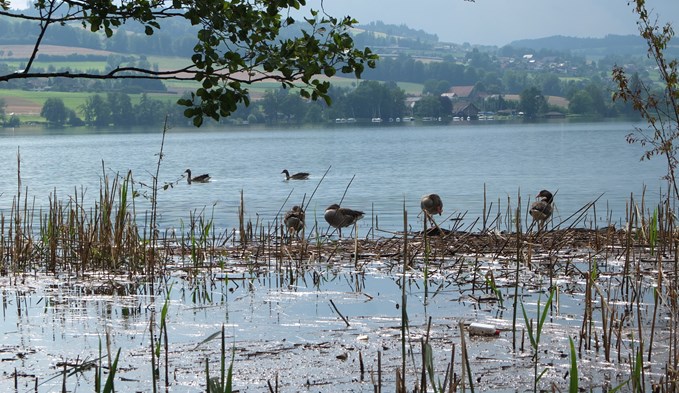 Wasservögel am Sempachersee nach dem schweren Hagelsturm von Ende Juni. (Foto Geri Wyss)