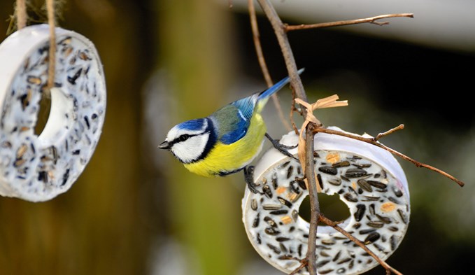 Blaumeisen (Foto) und andere Vögel müssen im Winter nicht gefüttert werden. Wer es dennoch tut: Selbst gemachte Meisenringe und -knödel sowie Futtersäulen eignen sich gut zur Fütterung.  (Foto pixabay)