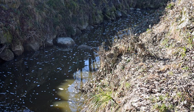 Gewässerverschmutzung durch Gülle im Waldibach in Rothenburg am 2. März 2021: Auf einer Länge von ca. 2,4 Kilometer wurde der grösste Teil des Fischbestands vernichtet. (Foto zvg)