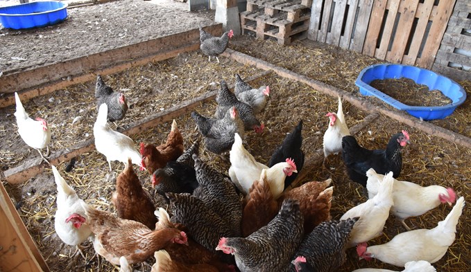Freilandhühner der Rassen Sperber, Nera, Sussex sowie braune und weisse Legehybriden im Stall. (Foto Roseline Troxler)