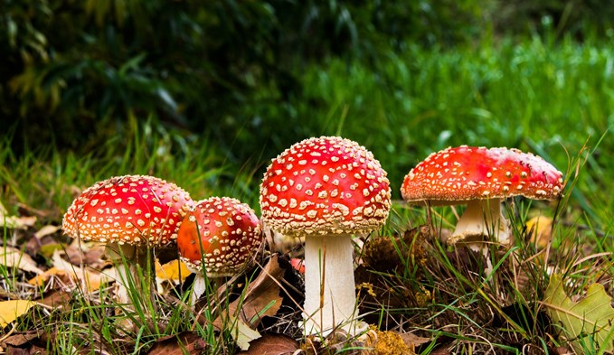 Dieser Pilz dürfte wohl jedem Kind und Erwachsenen bekannt sein.  (Foto Pixabay)