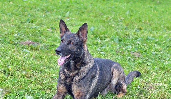 Hat gute Fährtenarbeit geleistet: Polizeihund Ivo. (Foto ZVG)