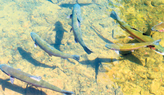 Kältebedürftige Fische wie die Forellen leiden besonders stark unter den steigenden Wassertemperaturen.  (Foto Pixabay)