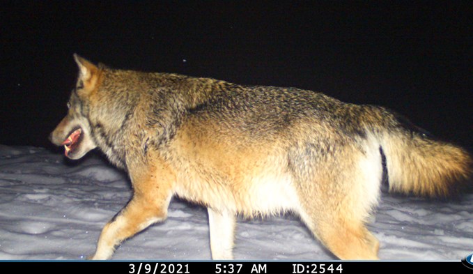Mitte September tappte in Nottwil ein Wolf in die Fotofalle. Hier ist ein anderer Wolf zu sehen. (Foto zvg)