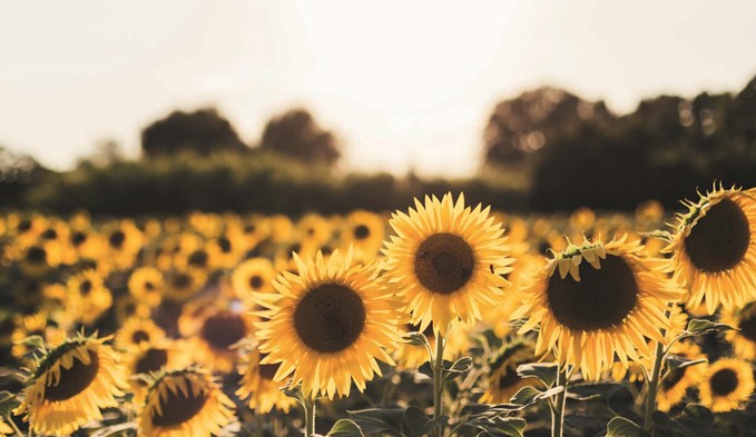 Sonnenblumen können sich positiv auf eine gesunde Ernährung auswirken. (Foto Unsplash/Jordan Cormack)