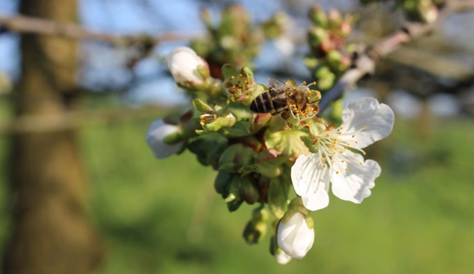 Eine Biene sitzt auf Kirschblüte. (Foto Franziska Kaufmann)