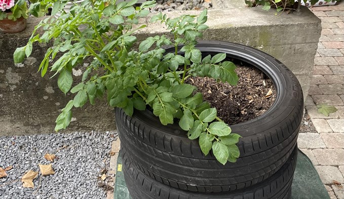 Mit alten Reifen, einem selbstgemachten Holzgestell für Töpfe und einer Rankenhilfe sollen auf kleiner Fläche Pflanzen angebaut werden. (Fotos Josephine Stoehrel)