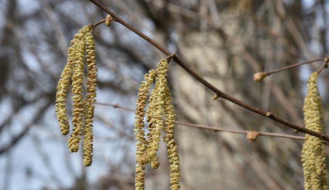 Im Frühjahr sind die Pollen der Hasel- und Erle-Sträucher bereits unterwegs. (Foto Michèle Temperli)