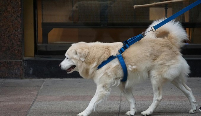 Hunde sollen zum Schutz von Wildtieren vorübergehend an die Leine. (Foto Unsplash/Penghao Xiong)