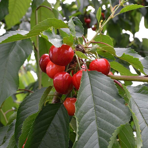 
									Chriesifäscht in Büron: Bild 1
								