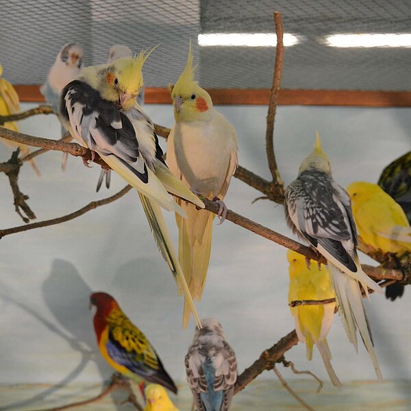 
									Kleintierausstellung im Campus Sursee: Bild 10
								