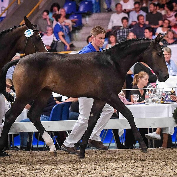 
									Sportfohlenauktion: Bild 7
								