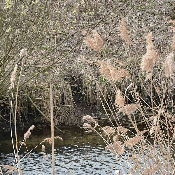 
									Biber-Wanderung an der Sure: Bild 9
								