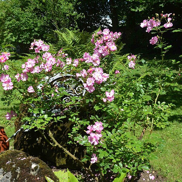 
									«Sonntagsgarten»-Führung in Sursee: Bild 5
								