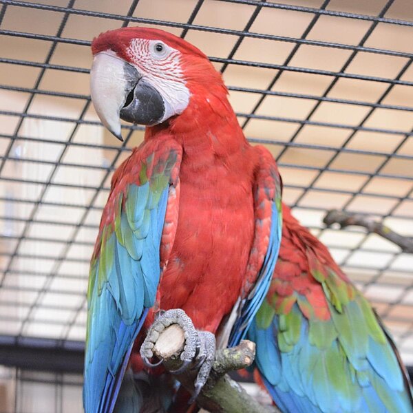 
									Vogelausstellung Sursee 2018: Bild 1
								