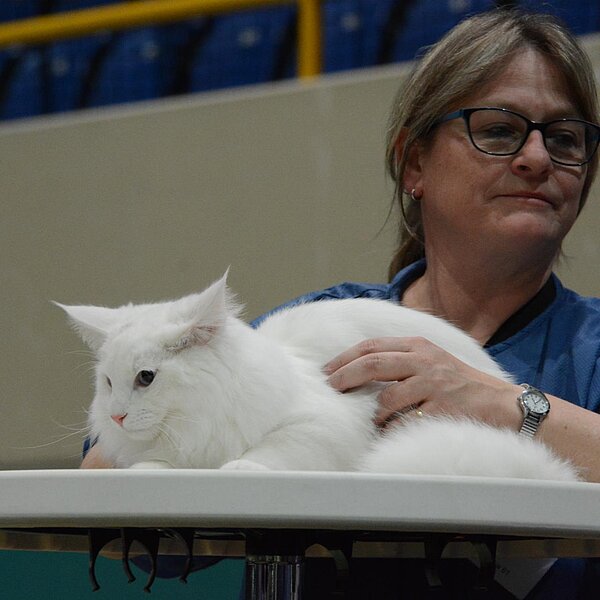 
									Katzenausstellung 2018: Bild 6
								
