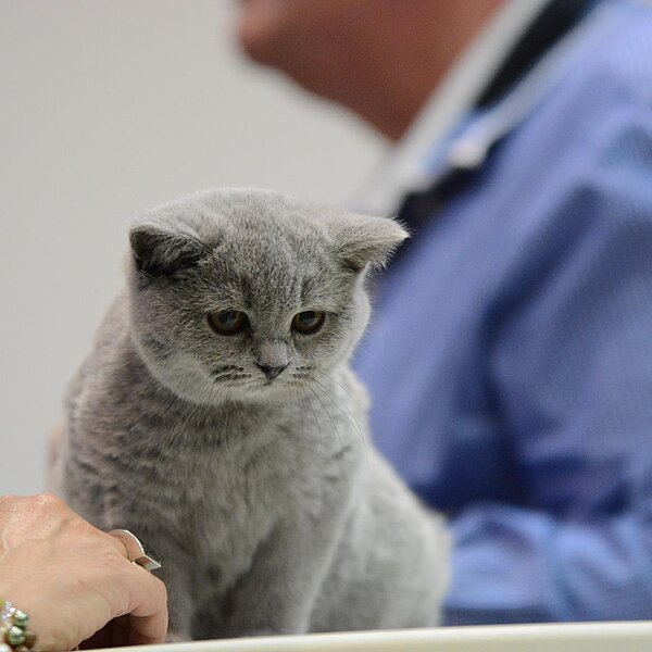 
									Katzenausstellung 2018: Bild 14
								