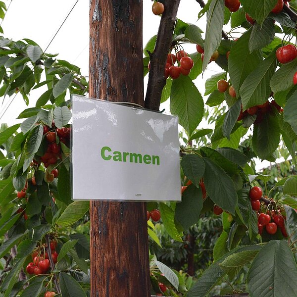 
									Chriesifäscht in Büron: Bild 4
								