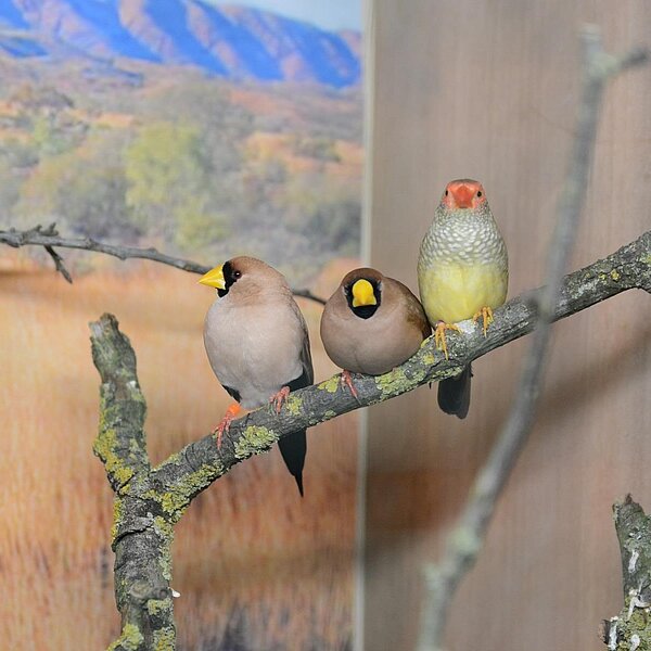 
									Vogelausstellung Sursee 2018: Bild 2
								