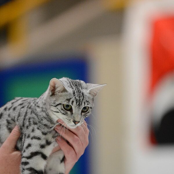 
									Katzenausstellung 2018: Bild 16
								
