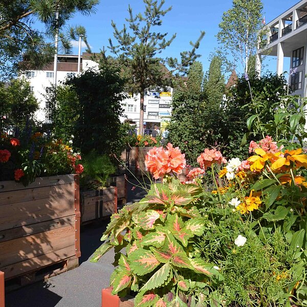 
									Stadt-Garten-Spiel Gewachsene Strukturen: Bild 8
								