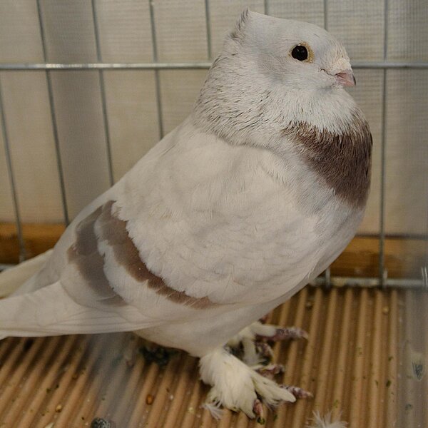 
									Kleintierausstellung im Campus Sursee: Bild 6
								