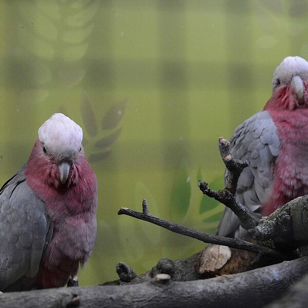 
									Vogelausstellung Sursee: Bild 12
								