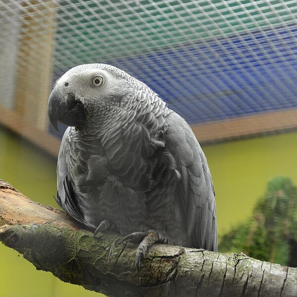 
									Vogelausstellung Sursee 2018: Bild 3
								