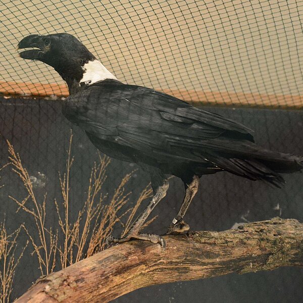 
									Vogelausstellung Sursee: Bild 2
								