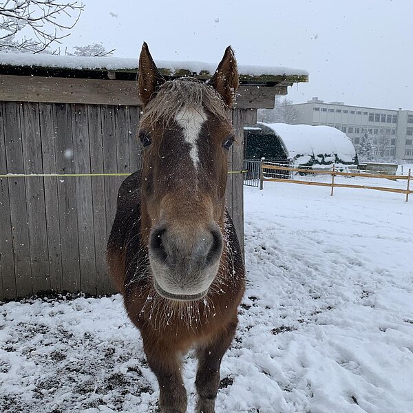 
									Winter in der Region 2019: Bild 1
								