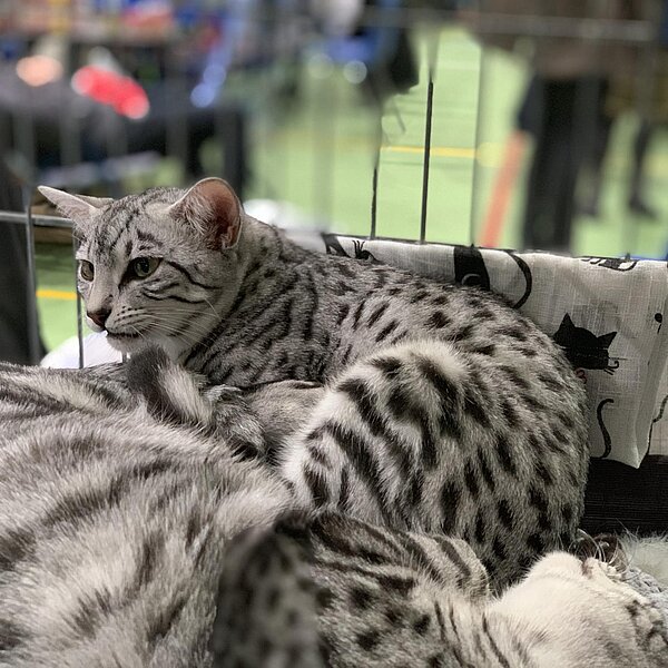 
									Katzenausstellung 2018: Bild 20
								